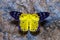 Top view of Dysphania militaris moths