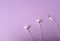 Top view   Earphones on isolate purple pastel background.