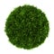 Top view of eastern arborvitae bush isolated