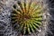 Top view of Echinocactus