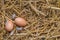 Top view eggs on nest at fresh farm