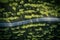 Top view of empty winding road through pine tree forest