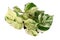 Top view of `Epipremnum Aureum Manjula` pothos houseplant on white background