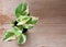 Top view, Epipremnum aureum plant in pot on wooden background.