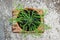 Top view of Euphorbia Flanaganii plant in a pot