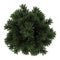 Top view of european black pine tree isolated