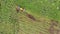 Top view of excavator working in field. Clip. Bulldozer clears plot of land with green thickets. Bulldozer clears a