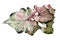 Top view of exotic `Caladium Candyland` plant with beautiful white and green leaves with pink freckles on white background