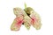 Top view of exotic `Caladium Miss Muffet` houseplant with pink and green leaves with red dots on white background