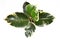 Top view of exotic `Ficus Elastica Variegata` rubber tree plant in flower pot on white background