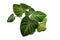 Top view of exotic `Philodendron Verrucosum` houseplant with dark green veined velvety leaves on white background