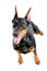 Top view of extravagant doberman pinscher