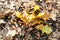 top view of fallen oak leaves in leaf litter