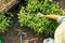 Top view of a female gardener gardening in the garden. An owner farmer woman examination of new plants on the farm