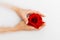 Top view of female hands holding a beautiful red rose in the palms in a milk bath. Beautiful female hands. Hand care. Beauty
