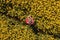 Top view of female rapeseed farmer examining blooming crops in field, aerial shot. Agronomist wearing red plaid shirt and trucker