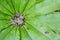 Top view ferns leaves green background. ground cover plants.