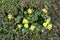 Top view of ficaria verna in full bloom