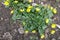 Top view of ficaria verna with yellow flowers in spring