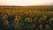 Top view of a field of flowering sunflower on the background of a beautiful sunset