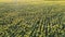 Top view of a field of flowering sunflowers on the background of sunset