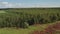 Top view of field and green pine forest landscape. Large-scale industrial deforestation to expand agricultural land