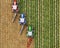 Top view on a field where three tractors with plows cultivate the ground one after another,