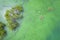 Top view of Fishing boats anchored at shallow waters at a mangrove area in Calape, Bohol