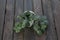 Top view of Fittonia albivenis plant on wooden table background