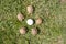 top view of five baby turtles surrounding a golf ball