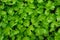 Top view Flat lay of Gotu kolaCentella asiatica green leaves textured
