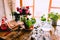 Top view flat lay Green Potos Epipremnum aureum plant on rustic wooden table with various home gardening items and potting