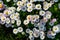 Top view or flat lay of large group of Daisies or Bellis perennis white and pink flowers in direct sunlight, in a sunny spring gar