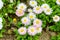 Top view or flat lay of large group of Daisies or Bellis perennis white and pink flowers in direct sunlight, in a sunny spring gar