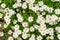 Top view or flat lay of large group of Daisies or Bellis perennis white and pink flowers in direct sunlight, in a sunny spring gar