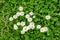 Top view or flat lay of large group of Daisies or Bellis perennis white and pink flowers in direct sunlight, in a sunny spring gar