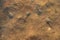 Top view flock tadpoles in the water. Tadpoles are swimming in shallow pond