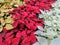 Top view of the flowerbed lined with yellow, red and white poinsettias.