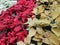 Top view of the flowerbed lined with yellow, red and white poinsettias.