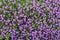 Top view on flowerbed with small lilac flowers. Spring background