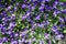 Top view of flowering dog-violets in spring