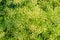 Top view of the flowering parsley bush