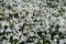 Top view of flowering white petunias