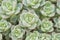 Top view  flowers small Succulent echeveria cactus flowers stone roses moss plan group blooming in garden