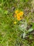 Top view of the flowers of the Tephroseris integrifolia plant belonging to the Asteraceae family