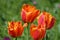 Top view of four delicate vivid orange tulips in a garden in a sunny spring day, beautiful outdoor floral background photographed