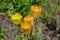 Top view of four delicate vivid yellow tulips in a garden in a sunny spring day, beautiful outdoor floral background photographed