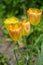 Top view of four delicate vivid yellow tulips in a garden in a sunny spring day, beautiful outdoor floral background photographed
