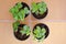 Top view of four small strawberry plants