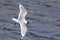 Top view of a Franklin\\\'s gull or Leucophaeus pipixcan, a small gull flying on a lake